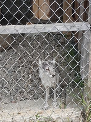 Wolf Mountain Nature Center by null