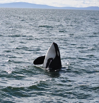 Steveston Seabreeze Adventures Vancouver by null