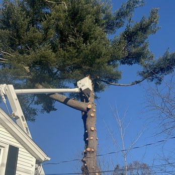 Rick’s Tree Service - Big pine tree - Tree Services Near Me - Meriden, Connecticut Rick’s Tree Service - Big pine tree - Tree Services Near Me - Meriden, Connecticut