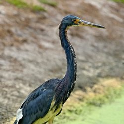 Tricolored Heron