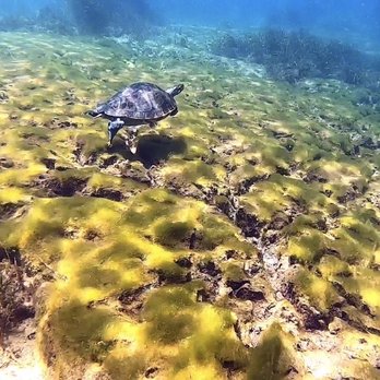 Crystal River Watersports - Rainbow Reef Drift Dive - Scuba Diving Near Me - Crystal River, Florida Crystal River Watersports - Rainbow Reef Drift Dive - Scuba Diving Near Me - Crystal River, Florida