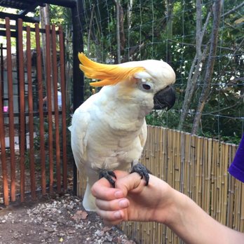 Jungle Island - A cockatoo - Amusement Parks Near Me - Miami, Florida Jungle Island - A cockatoo - Amusement Parks Near Me - Miami, Florida