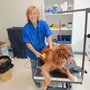 Photo of Happy Tails Pet Grooming & Boarding