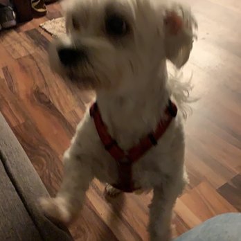 PetSmart - Puddin after his grooming. - Pet Training Near Me - Lafayette, Louisiana