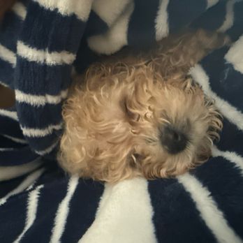Poshable Puppies Chicago - Pet Breeders Near Me - Addison, Illinois Poshable Puppies Chicago - Pet Breeders Near Me - Addison, Illinois