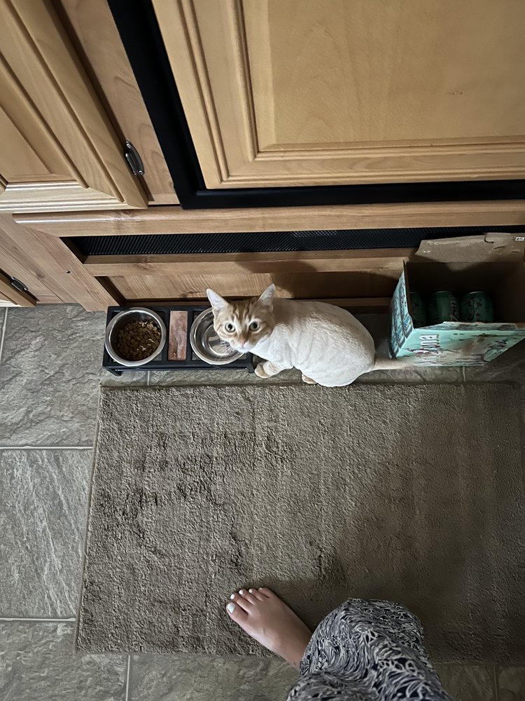 SANDY PAWS Updated August 2024 12 Reviews 7324 Pioneertown Rd