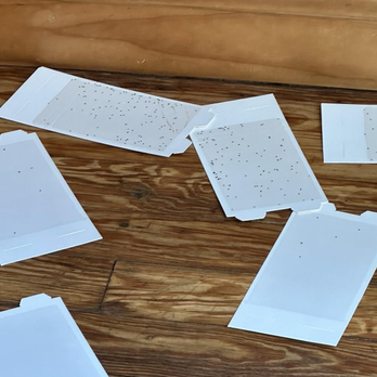 Private Exterminating - fleas on traps to show how extreme the problem was. - Pest Control Near Me