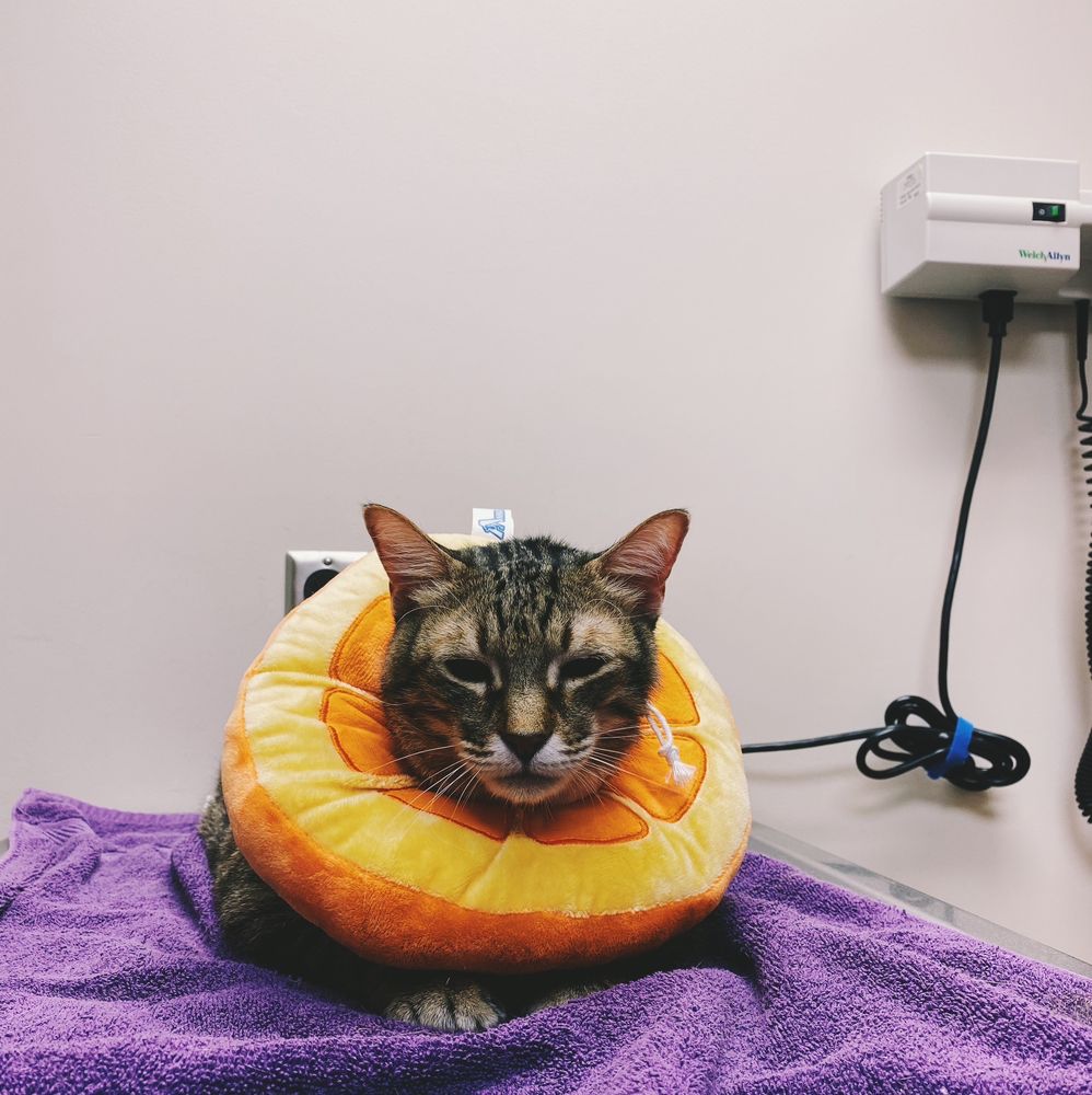 GILBERT VETERINARY HOSPITAL Updated September 2024 20 Photos & 54