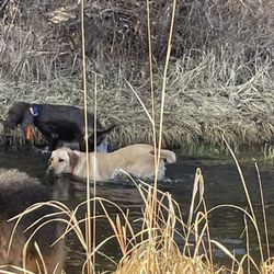 K9 Playtime Professional Pet Sitting - Axel and Flint
Off leash pack hikes