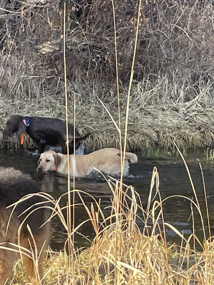 K9 Playtime Professional Pet Sitting - pet boarding facility in Billings, MT