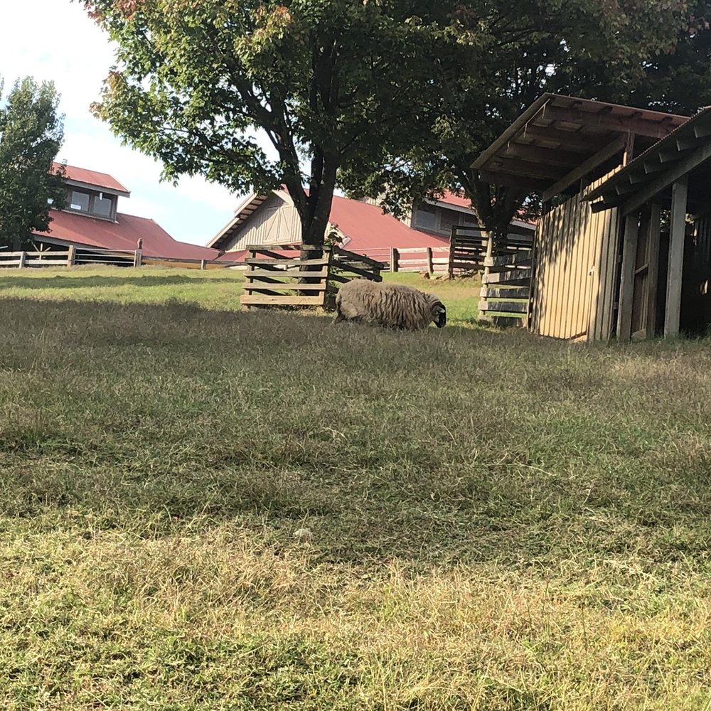 Maymont - Wooly sheep - Parks Near Me - Richmond, Virginia