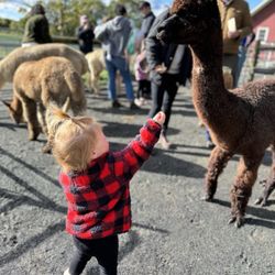 Bluebird Farm Alpacas