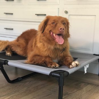 Refined K9 Dog Training - Pet Training Near Me Refined K9 Dog Training - Pet Training Near Me