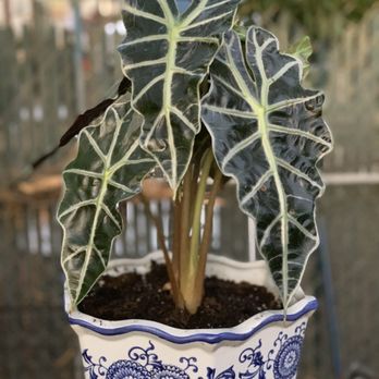 FarOut Foliage - Alocasia 'Polly' - Nurseries & Gardening Near Me - Stockton, California FarOut Foliage - Alocasia 'Polly' - Nurseries & Gardening Near Me - Stockton, California