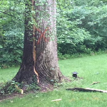 Olinda's Tree Service - Tree hit by lightning. - Tree Services Near Me Olinda's Tree Service - Tree hit by lightning. - Tree Services Near Me