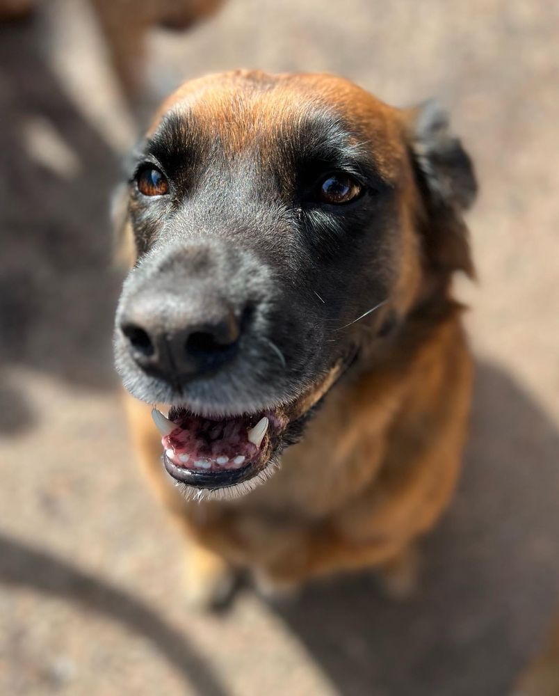 Pardise Dogs 24/7 - pet boarding facility in Phoenix, AZ