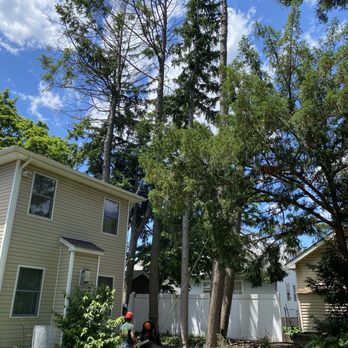 Green Star Tree & Excavating - Before - Tree Services Near Me Green Star Tree & Excavating - Before - Tree Services Near Me