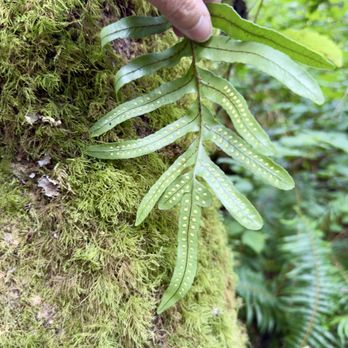 Redwood Adventures - Tours Near Me - Orick, California Redwood Adventures - Tours Near Me - Orick, California