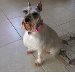 Mini schnauzer cut Mini schnauzer cut