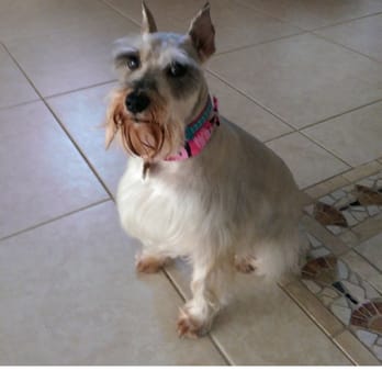 Le Bone Pet Spa - Mini schnauzer cut - Pet Groomers Near Me - Pembroke Pines, Florida Le Bone Pet Spa - Mini schnauzer cut - Pet Groomers Near Me - Pembroke Pines, Florida