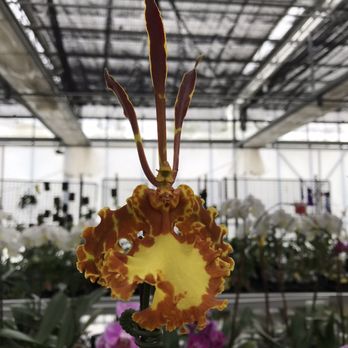 White Plains Orchids - Nurseries & Gardening Near Me - White Plains, New York White Plains Orchids - Nurseries & Gardening Near Me - White Plains, New York