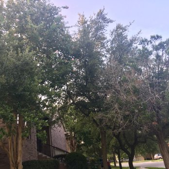 Affordable Tree Trimming - Tree Services Near Me - Austin, Texas