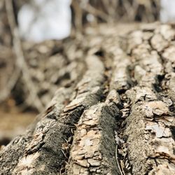 Poudre River Trail - The big old trees are so interesting here.
