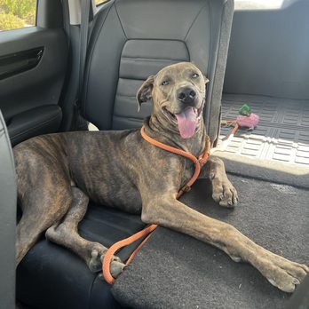 Content K9s - Pet Training Near Me - Las Vegas , Nevada
