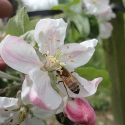 Sm'Apples - Hundreds of worker bees pollinate our apple trees at Springtime.