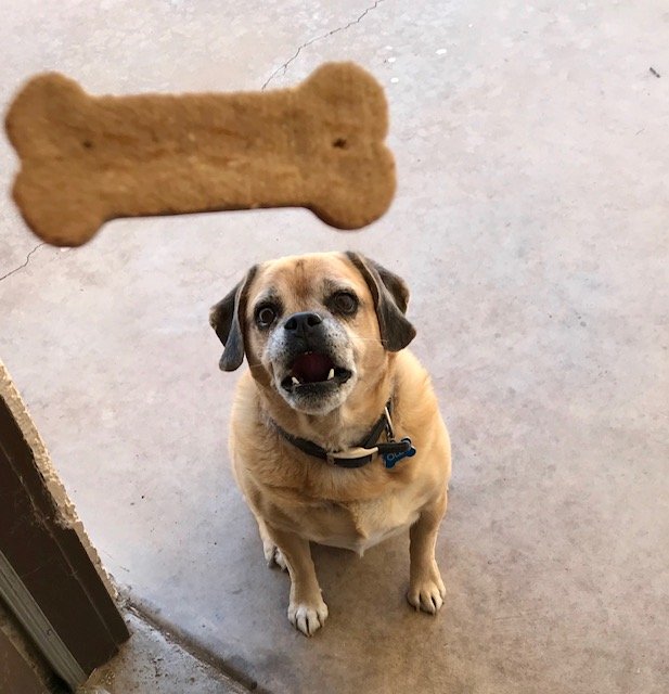 Creature Comforts Pet Sitting Service - pet boarding facility in Tucson, AZ