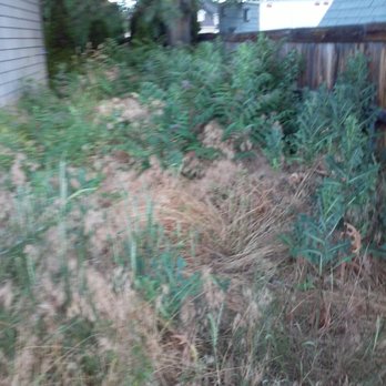Utah Beaver Trees - Before Lot Clearing - Tree Services Near Me Utah Beaver Trees - Before Lot Clearing - Tree Services Near Me