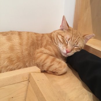KitTea - Pet Adoption Near Me - San Francisco, California