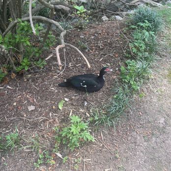 The Old Mill - Lots of ducks and turtles all around. - Local Flavor Near Me - North Little Rock, Arkansas The Old Mill - Lots of ducks and turtles all around. - Local Flavor Near Me - North Little Rock, Arkansas