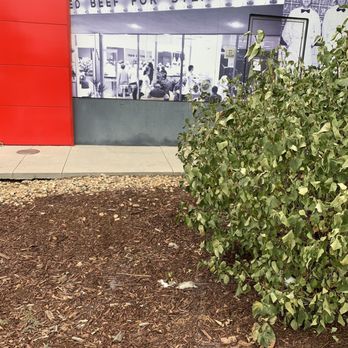 Steak ’n Shake - Dead decomposing rat next to the bush. - Burgers Near Me - Sheridan, Colorado Steak ’n Shake - Dead decomposing rat next to the bush. - Burgers Near Me - Sheridan, Colorado