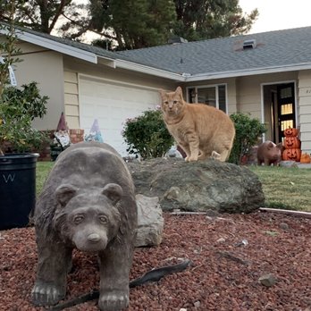 Sun Studios - Concrete bear - Nurseries & Gardening Near Me - Half Moon Bay, California