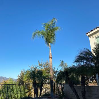 Ortega Tree Service - After pic of the second palm. - Tree Services Near Me