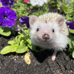 Noah's Ark Pet Crematory - Munchkin 4/22/19 - 8/29/24