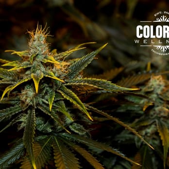 Colorado Wellness - Triangle Kush - Cannabis Dispensaries Near Me - Denver, Colorado Colorado Wellness - Triangle Kush - Cannabis Dispensaries Near Me - Denver, Colorado