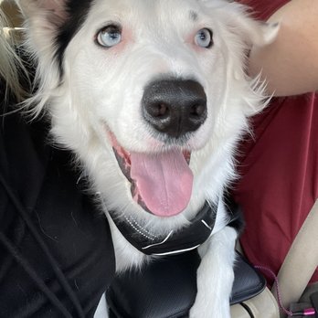 Dogs Etc - Coming right out of groomers - Pet Groomers Near Me - Newhall, California Dogs Etc - Coming right out of groomers - Pet Groomers Near Me - Newhall, California