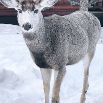 Rustic Inn Creekside Resort & Spa - Jackson Hole - Petting the wild deer! - Hotels Near Me - Jackson, Wyoming