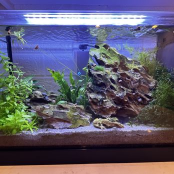 LAS VEGAS EXOTIC FISH - Updated December 2025 - 64 Photos & 39 Reviews