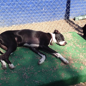 Barkly Manor - Sun bathing - Pet Boarding Near Me - Denver, Colorado