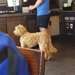 Cutest little golden doodle walked in today. Hands down the best part of my visit. Cutest little golden doodle walked in today. Hands down the best part of my visit.