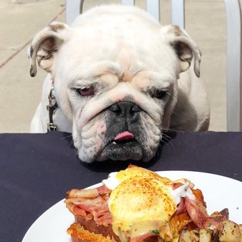 310 Eatery - The Westside Benny has Winston's attention! Pastrami, poached eggs, and cheesy French toast. Yes, please! - Burgers Near Me - Albany, California