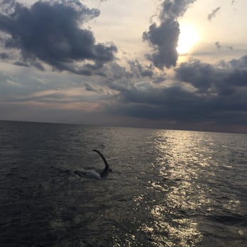 Dolphin Fleet - Whale! - Boat Charters Near Me - Provincetown, Massachusetts