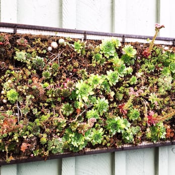 Nourish Sequim - Sedums wall garden - Gluten-Free Near Me - Sequim, Washington Nourish Sequim - Sedums wall garden - Gluten-Free Near Me - Sequim, Washington