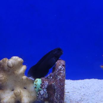Fish Island - Black Sailfin Blenny - Local Fish Stores Near Me - Barrington, Illinois Fish Island - Black Sailfin Blenny - Local Fish Stores Near Me - Barrington, Illinois