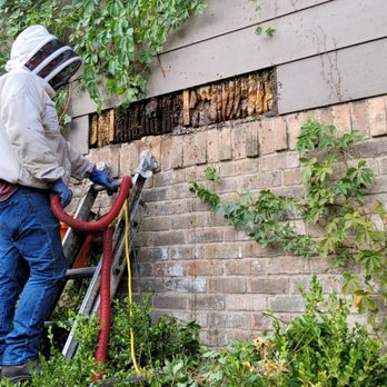 Houston Bee Removal - Pest Control Near Me - Spring, Texas Houston Bee Removal - Pest Control Near Me - Spring, Texas