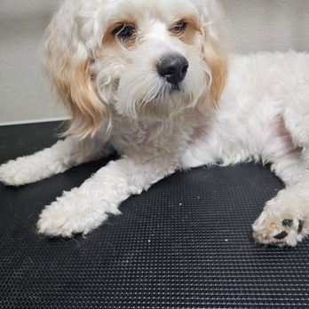 Pretty & Polite Pets - Pet Groomers Near Me Pretty & Polite Pets - Pet Groomers Near Me