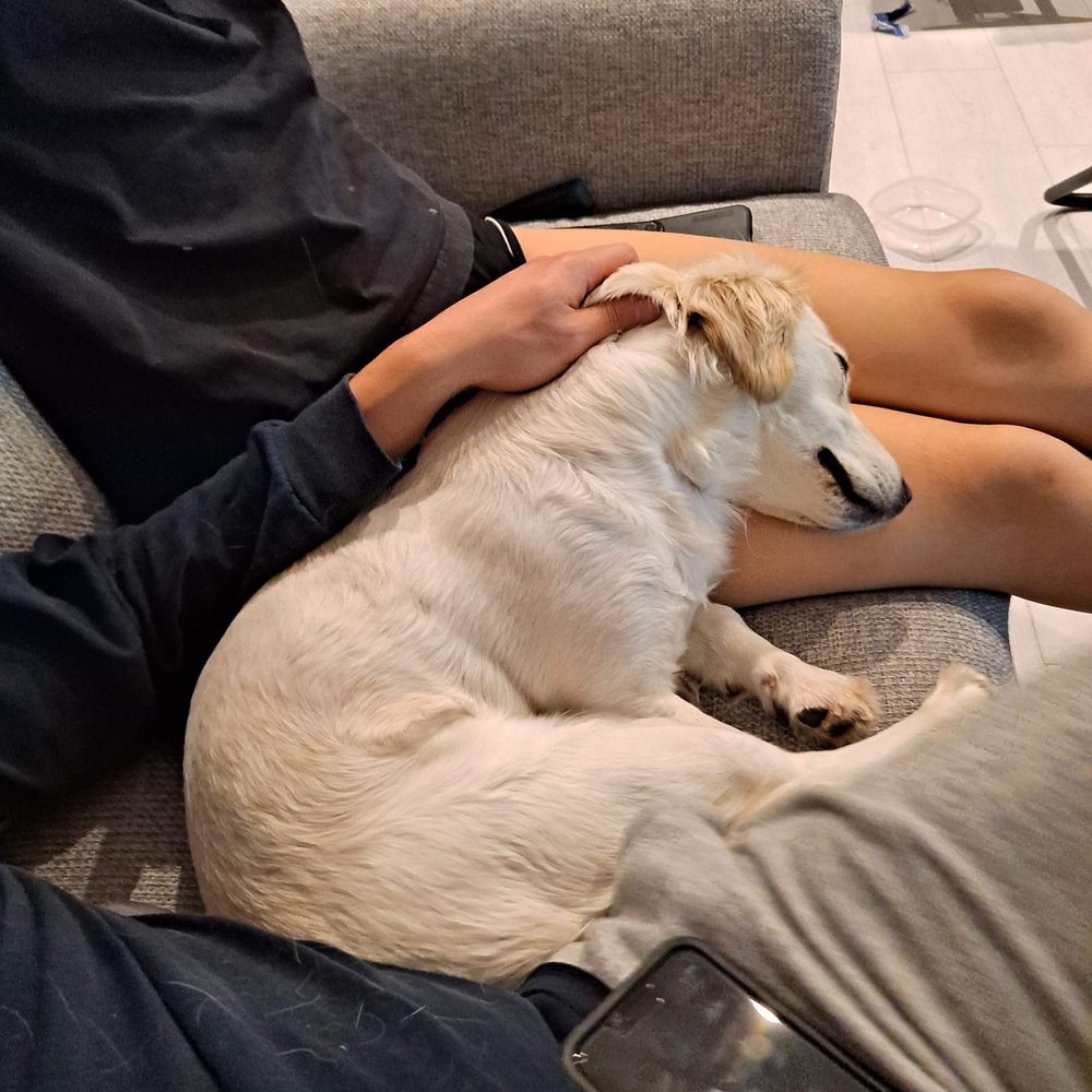 Pups Without Borders - Toto napping on our laps - Pet Adoption Near Me Pups Without Borders - Toto napping on our laps - Pet Adoption Near Me
